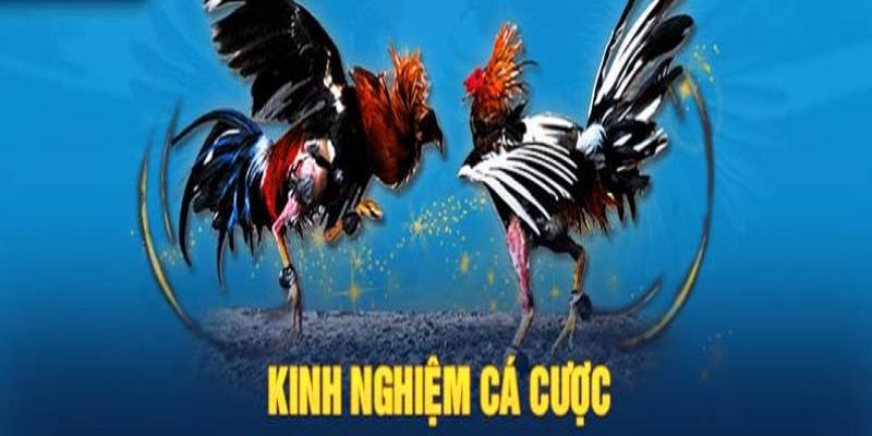 3 kinh nghiệm cược chọi gà siêu hiệu quả