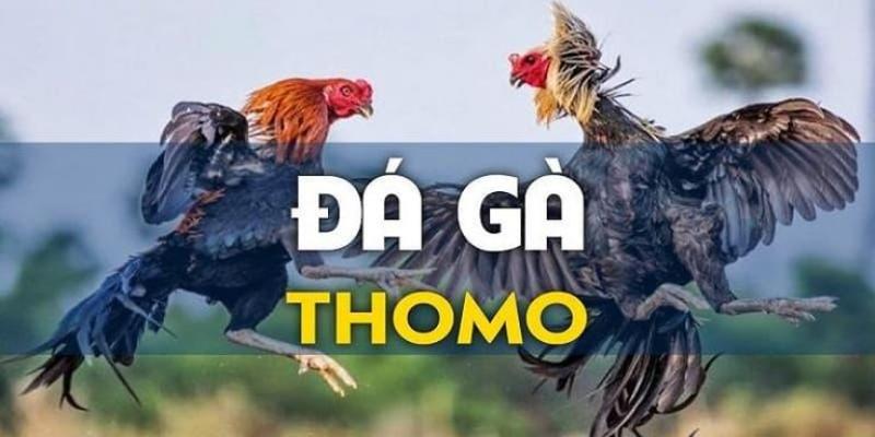 Bộ môn đá gà nổi danh trường đá Thomo 